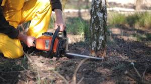 Lawn Drainage Solutions in Buena, NJ