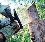 Best Tree Risk Assessment  in Buena, NJ