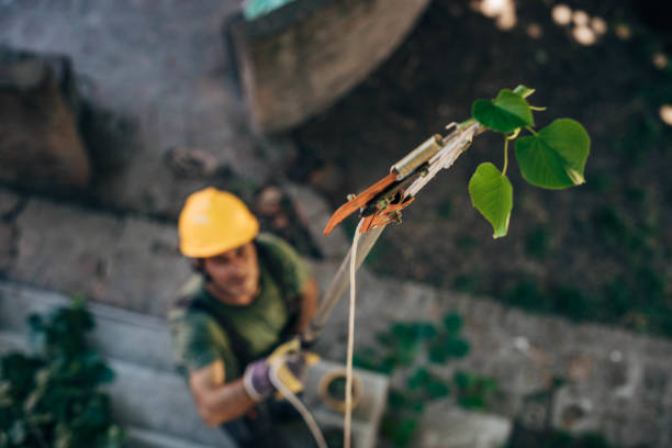 Best Tree Disease Treatment  in Buena, NJ
