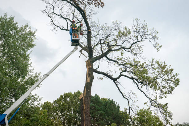 Best Hedge Trimming  in Buena, NJ