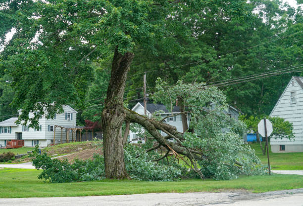 How Our Tree Care Process Works  in  Buena, NJ