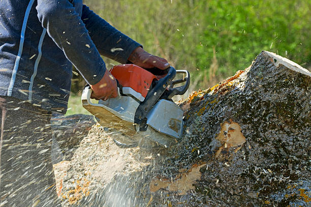 Best Lot and Land Clearing  in Buena, NJ
