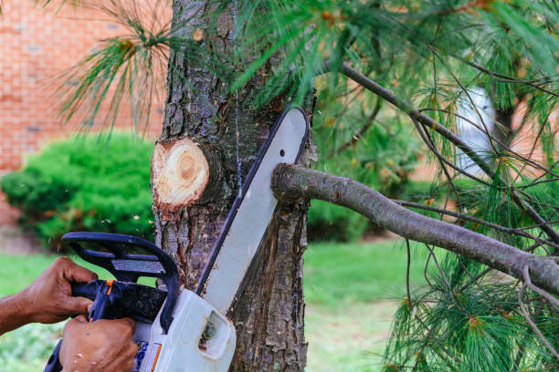 Buena, NJ Tree Removal Company